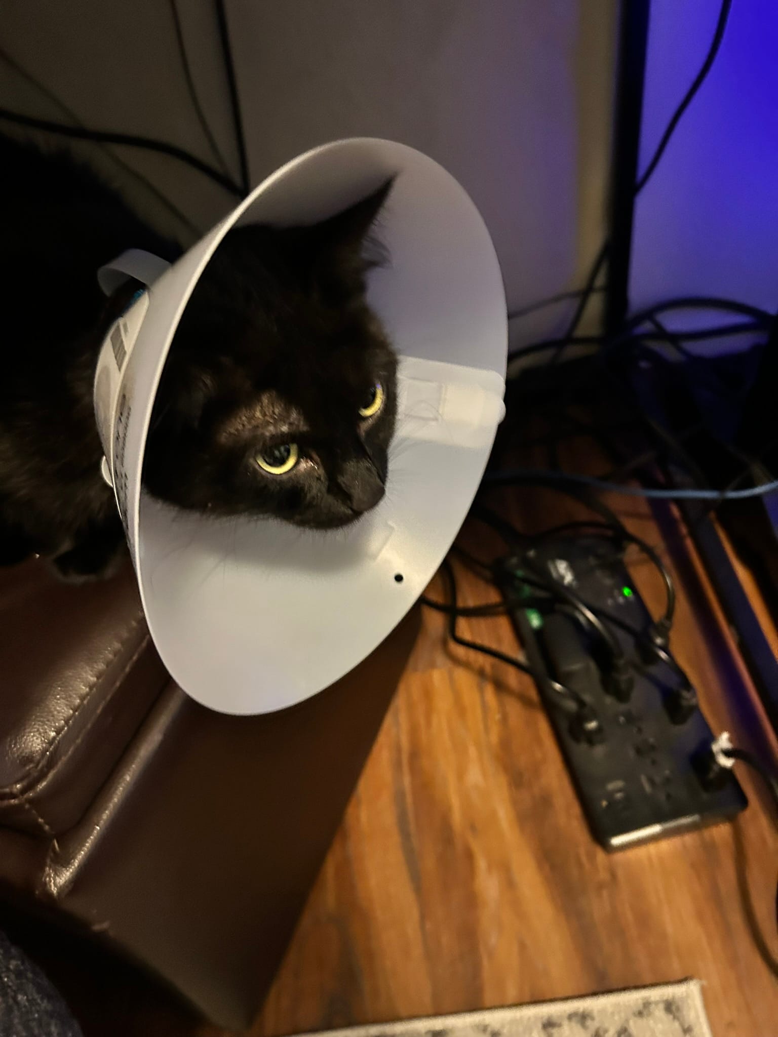 Boba Post Surgery